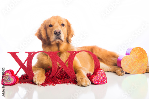 Photography Valentine's Day Dog