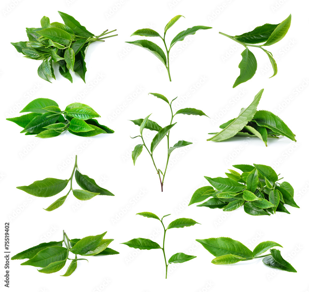 tea leaf isolated on white background tea leaf isolated on white background
