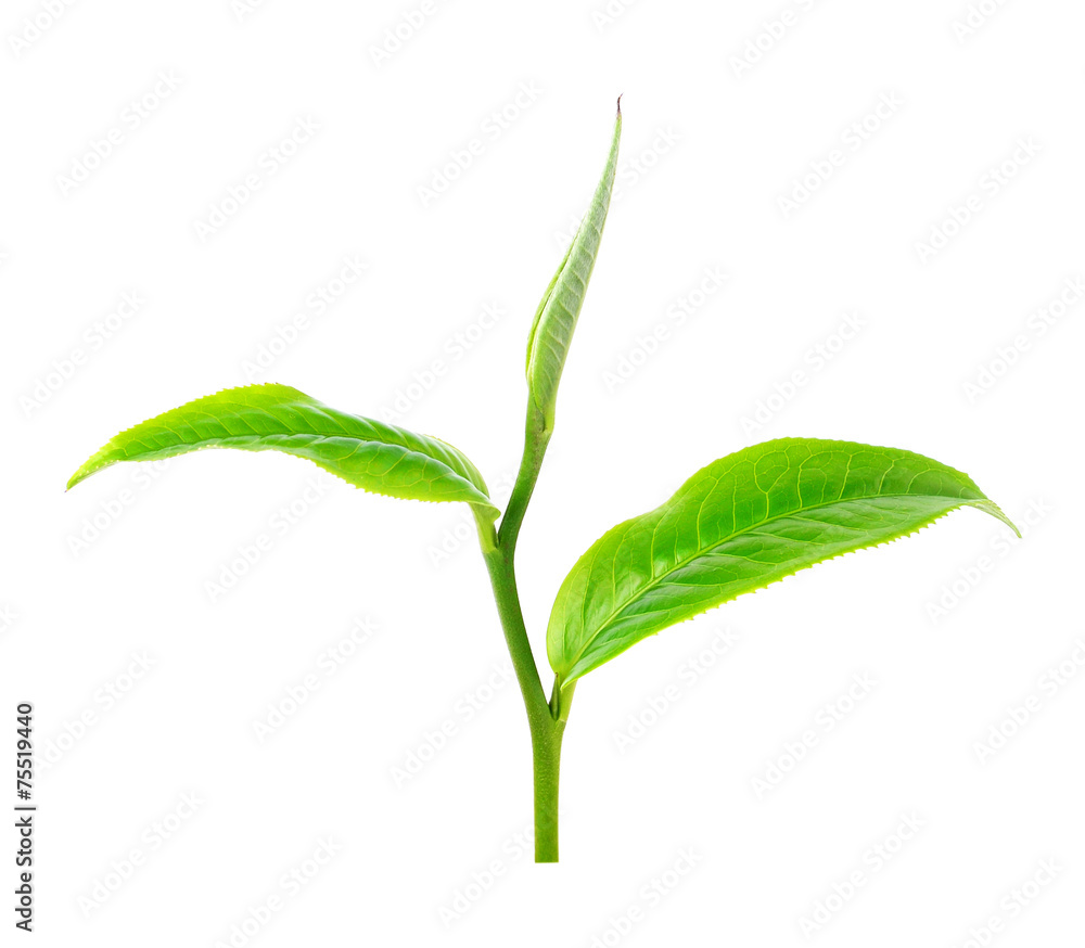 green tea leaf isolated on white background green tea leaf isolated on white background