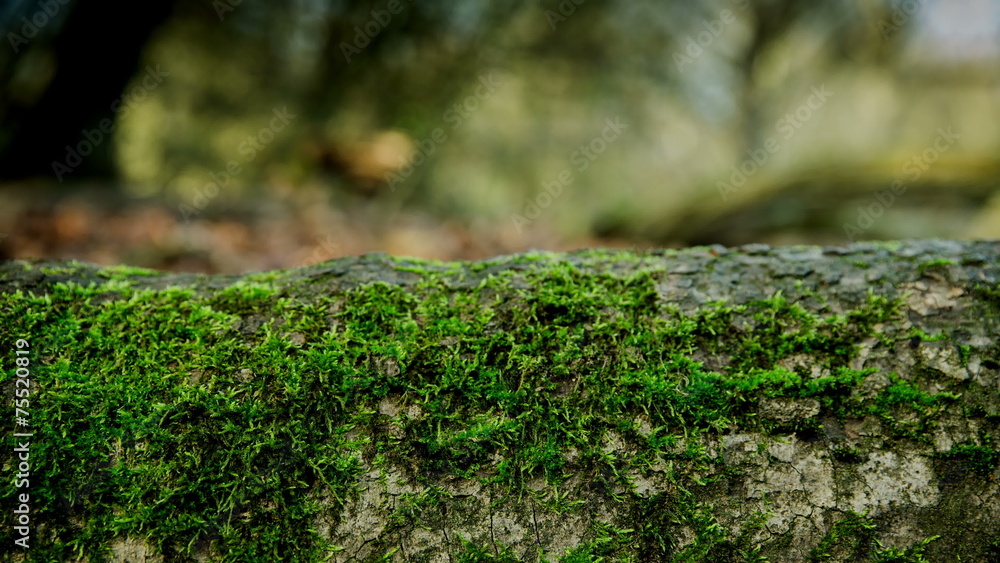 Fallen tree wood rotting in autumn landscape pan Fallen tree wood rotting in autumn landscape pan