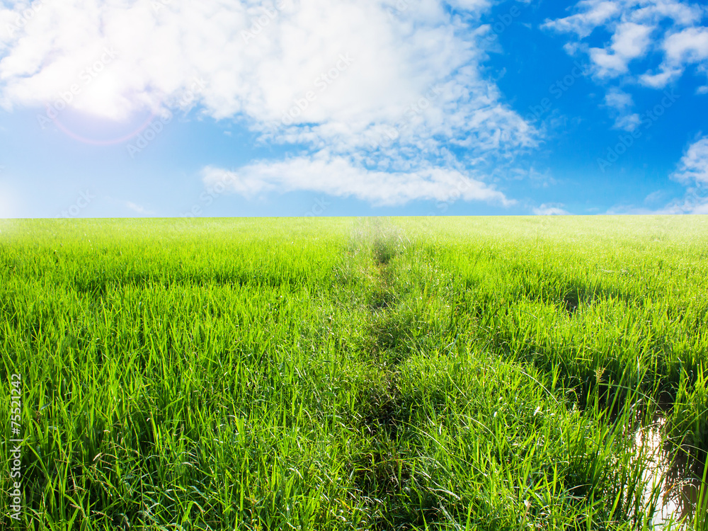 Fototapeta premium green grass and blue sky