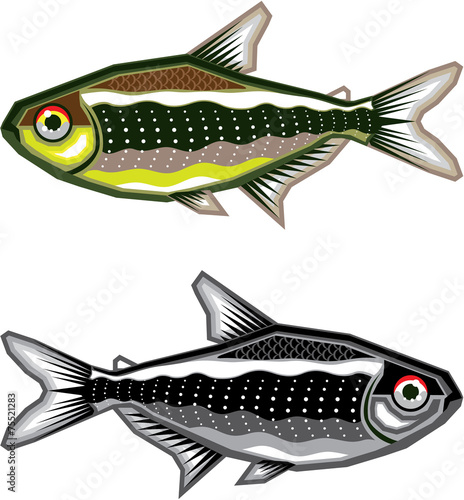 Neon Tetra aquarium fish