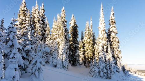 Snow covered pine trees in high Alpine mountains