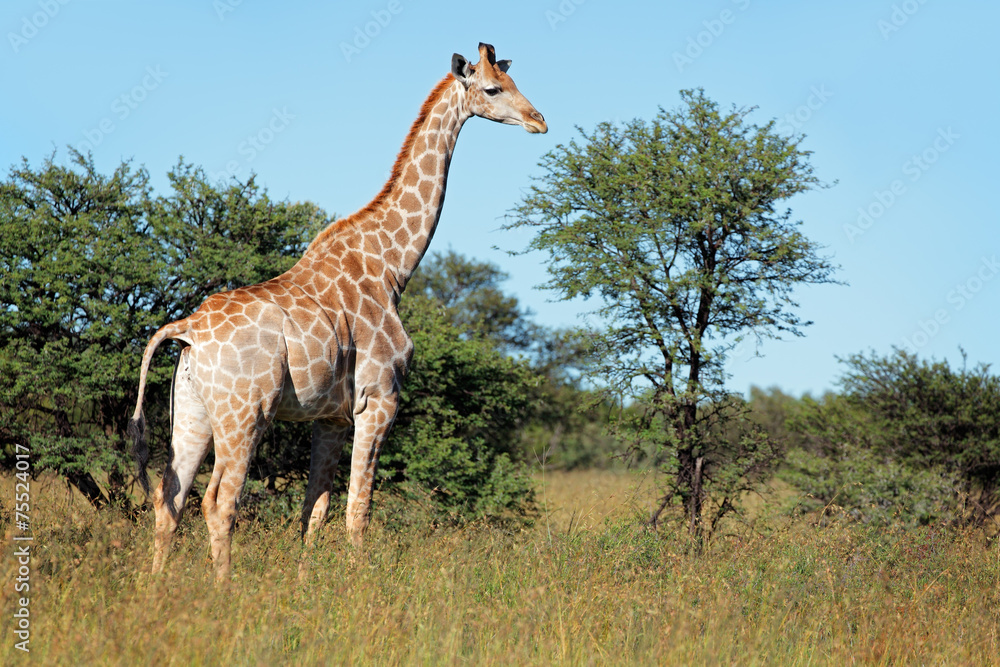 Fototapeta premium Giraffe in natural habitat