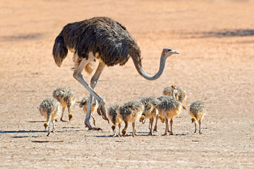 Plexiglas schilderij Struisvogel Struisvogel met kuikens in Kalahari  © EcoView