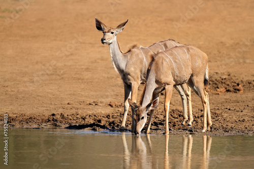 Kudu antelopes drinking, Pilanesberg National Park