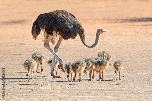 Ostrich with chicks, Kalahari desert