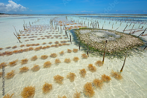 Seaweed farming, Zanzibar island, Tanzania