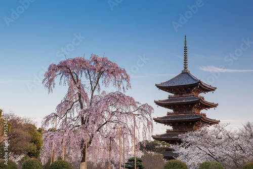 春の東寺 photo