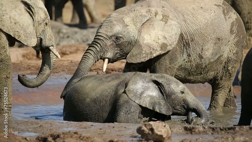 Playful African elephant calves splashing water