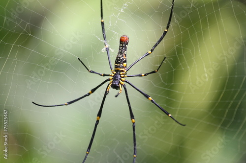 golden orb-web spider