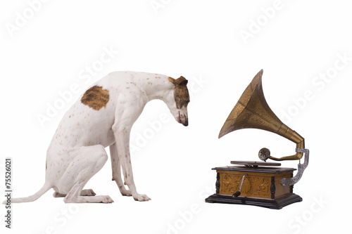 Dog and old gramophone