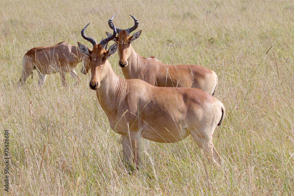 Hartebeests in Serengeti National Park, Tanzania Hartebeests in Serengeti National Park, Tanzania