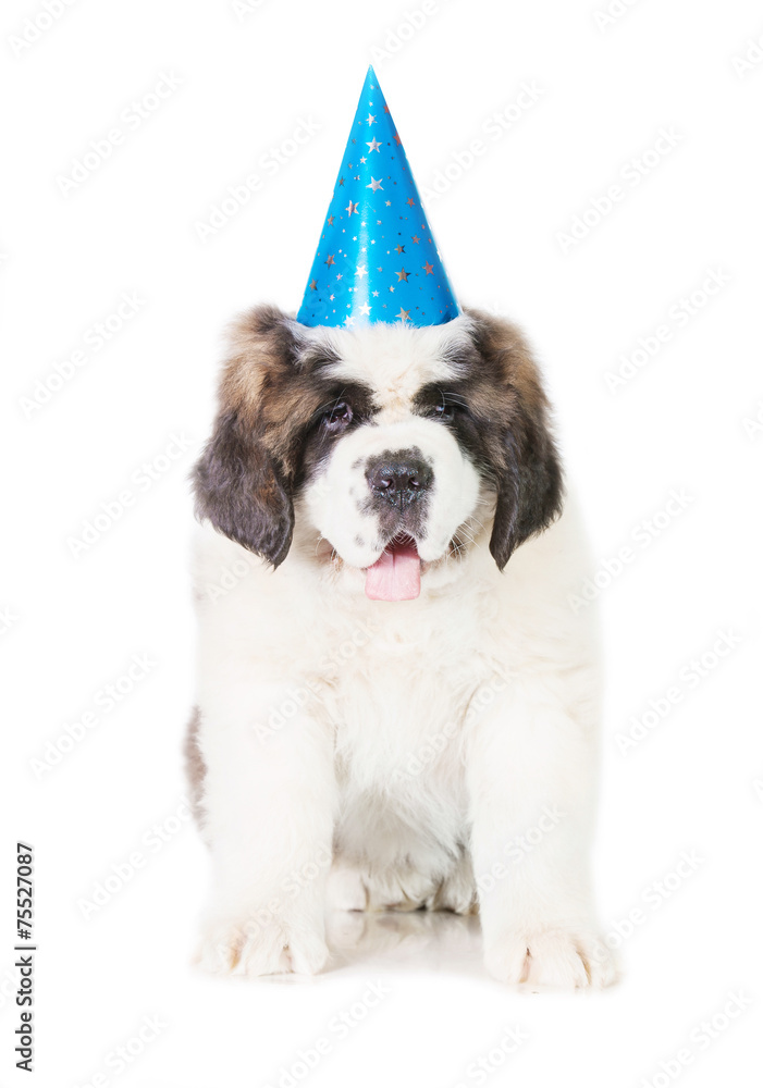 Saint bernard puppy dressed in a birthday hat Saint bernard puppy dressed in a birthday hat