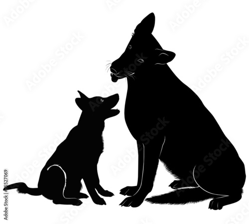 dog Shepherd