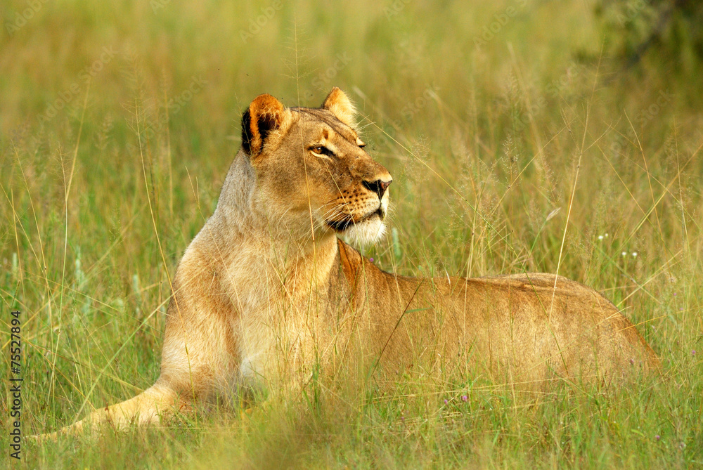 Naklejka premium Lioness