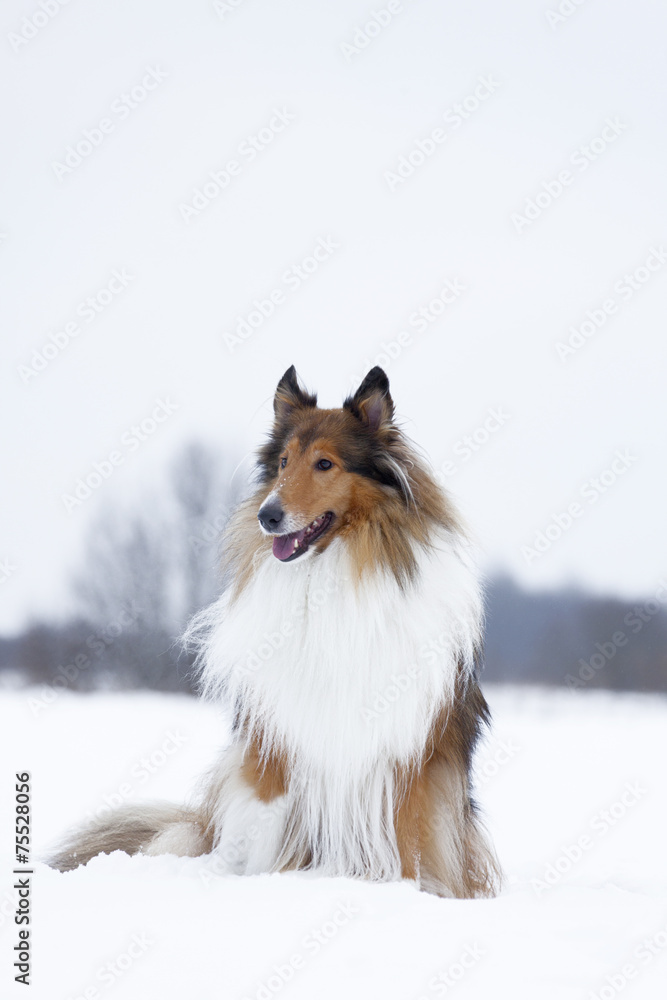Rough Collie in winter forest Rough Collie in winter forest