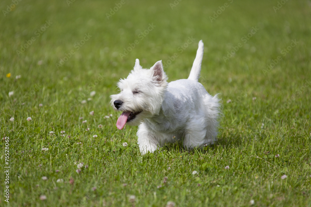 West Highland White Terrier puppy West Highland White Terrier puppy