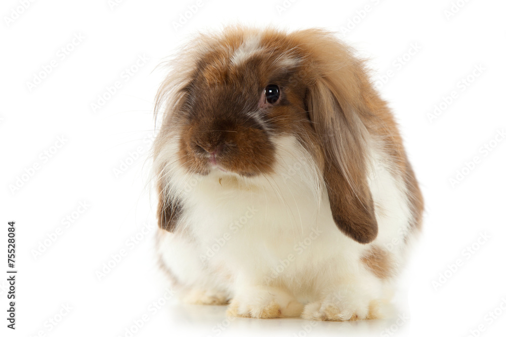 Rabbit Angora isolated on white background Rabbit Angora isolated on white background