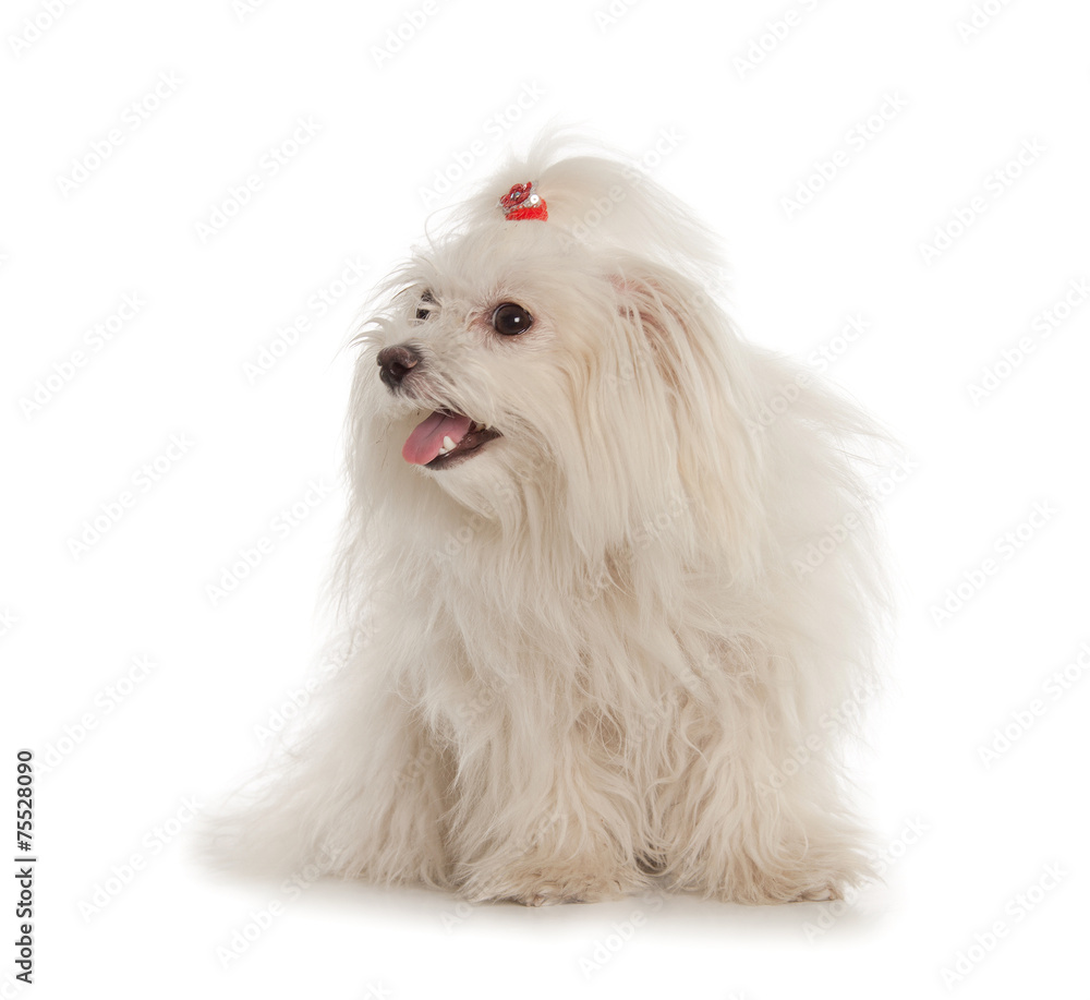 White Maltese dog on white background White Maltese dog on white background