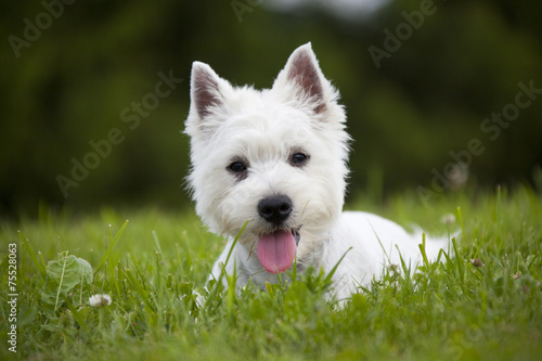 West Highland White Terrier puppy