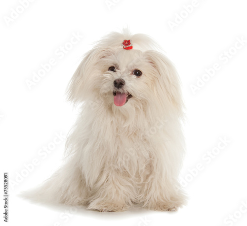 White Maltese dog on white background