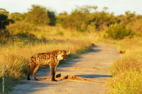 Spotted hyaena on the road