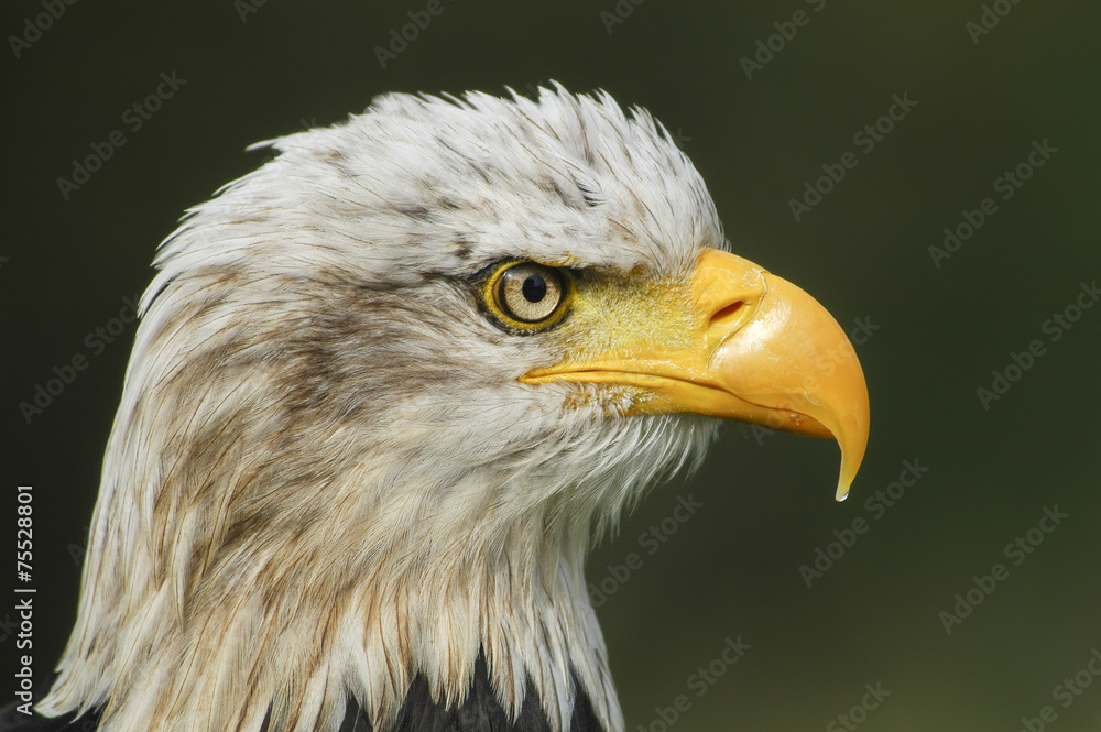 Portret van een Amerikaanse zeearend. Portret van een Amerikaanse zeearend.