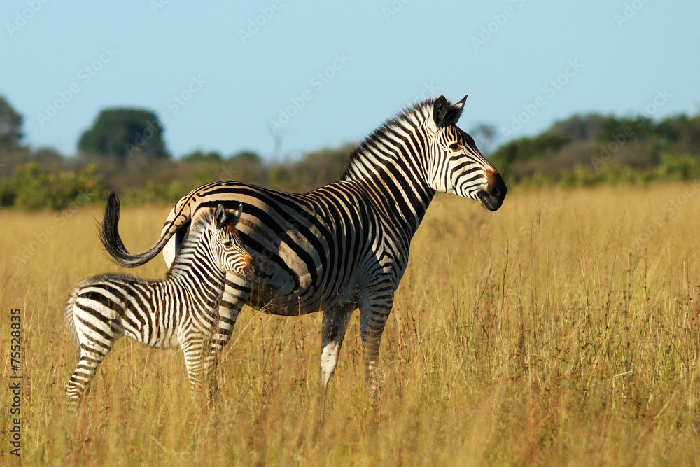Obraz premium Zebra mare and foal