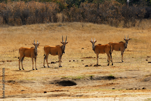 Group of elands