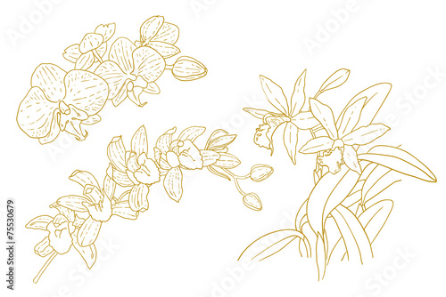 Fototapeta Naklejka Na Ścianę i Meble -  Set of one-colored outlined orchids