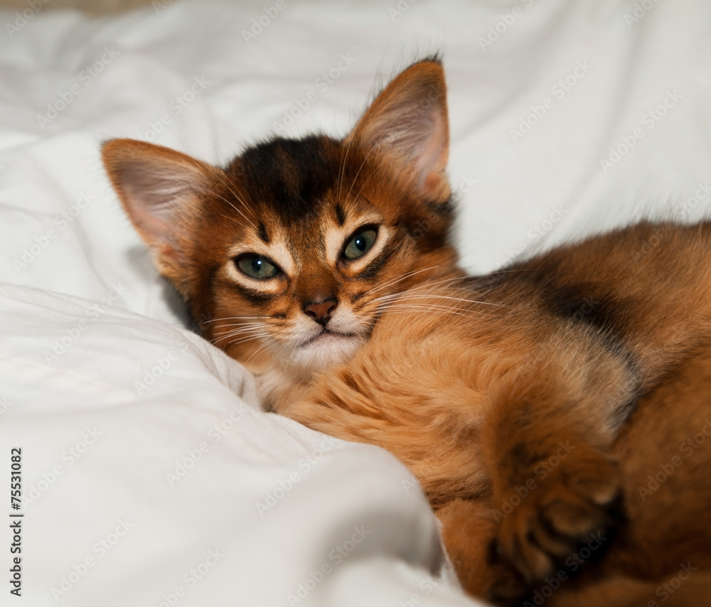 Portrait of somali kitten