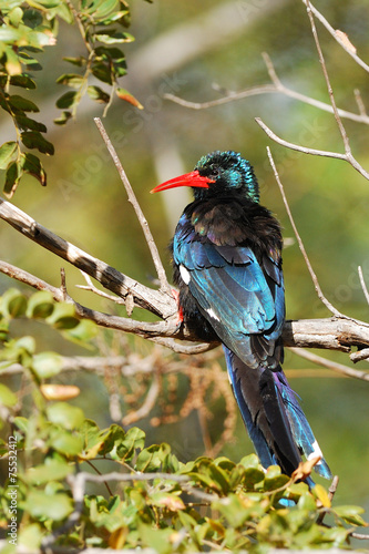 Green wood hoopoe photo