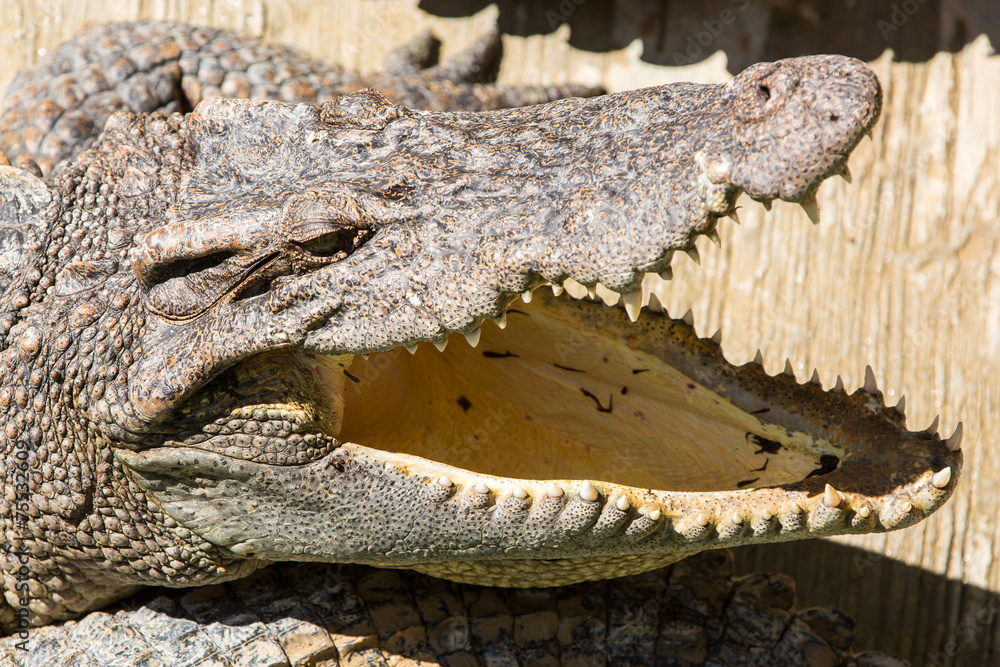 Naklejka premium Dangerous crocodile open mouth in farm in Phuket, Thailand