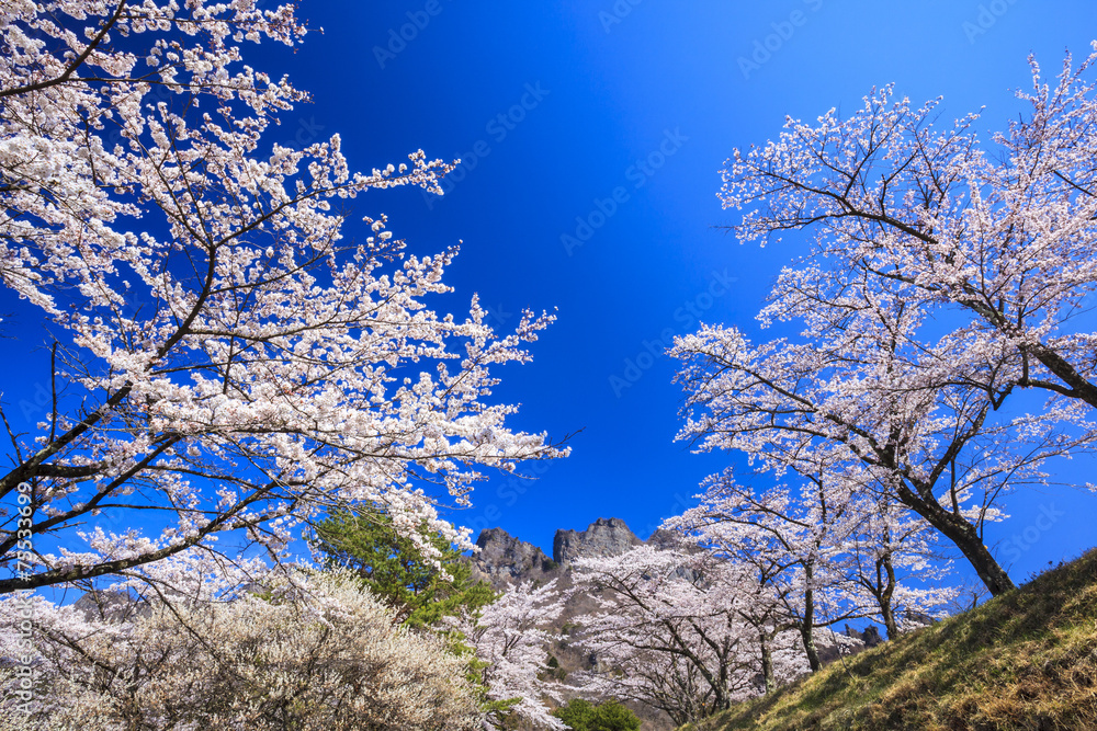 Cherry tree and Mt. Myogi in spring Cherry tree and Mt. Myogi in spring