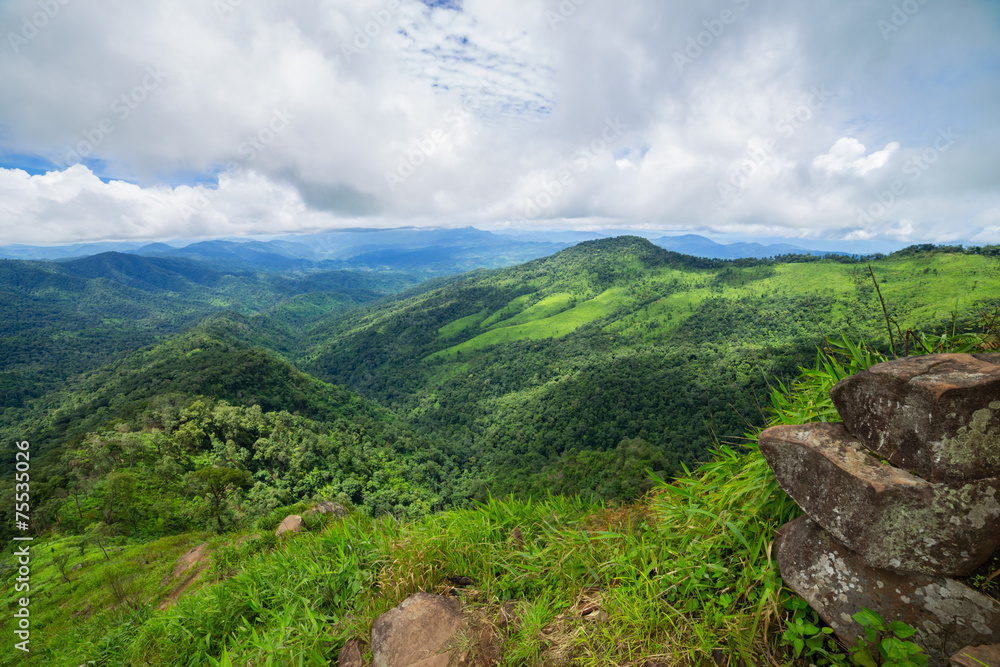 Fototapeta premium Forest Canopy
