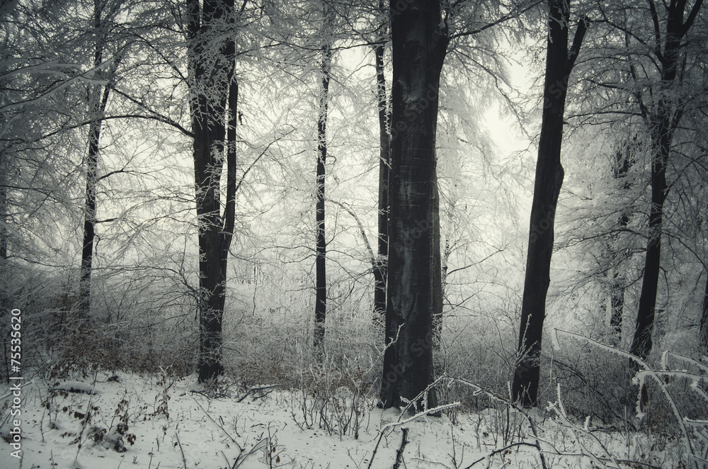 edge of the forest in winter edge of the forest in winter