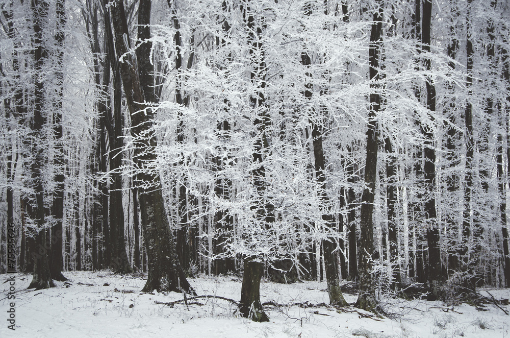 Fototapeta premium tree with frozen branches on cold day in forest