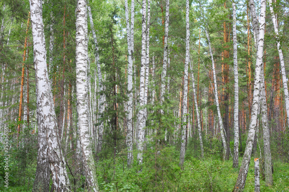 Obraz premium Birch tree forest