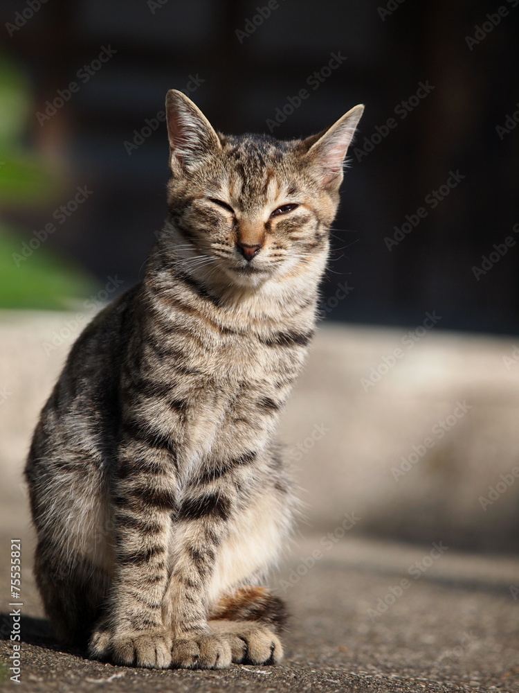 Naklejka premium Siedzący kot bażant