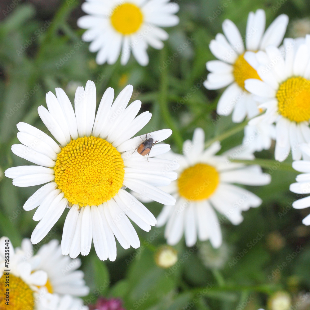 Bug on the camomile flower Bug on the camomile flower
