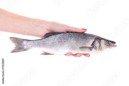 Close up of hand holding fresh seabass fish.