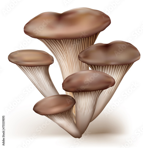 Oyster mushrooms