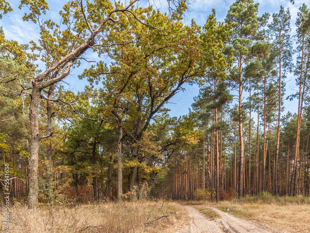 Fototapeta premium Young oak trees with yellow leaves in a pine forest