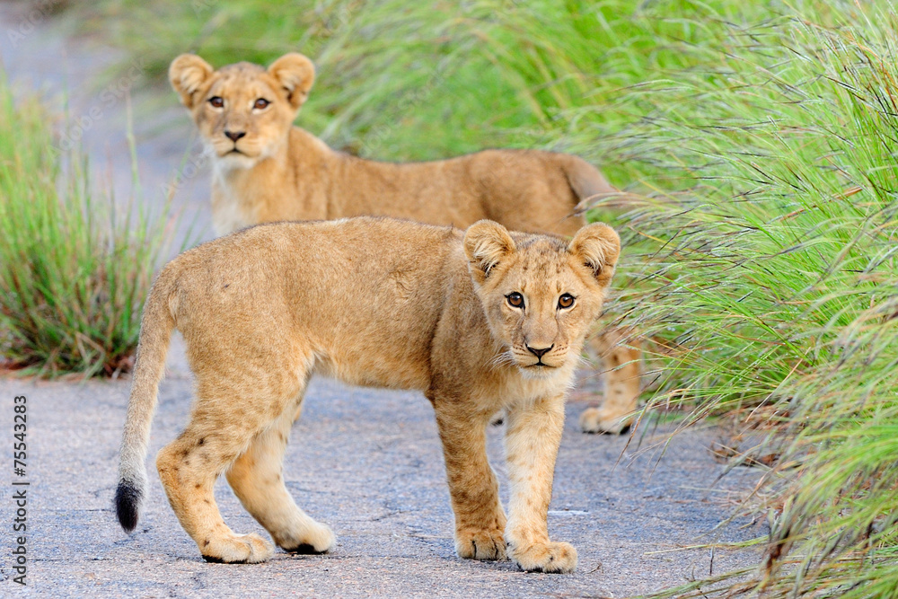 Fototapeta premium Lion cubs