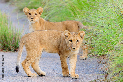 Lion cubs