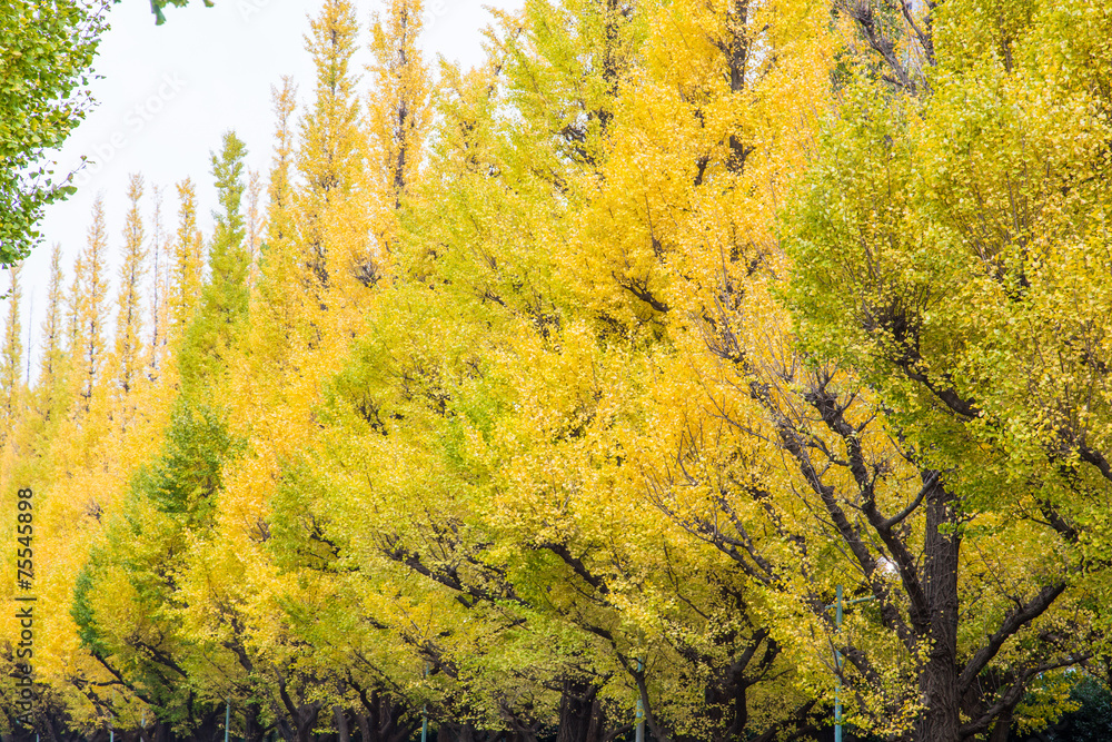 Fototapeta premium Icho Namiki Street in Tokyo, Japan on The street nearby Meiji J