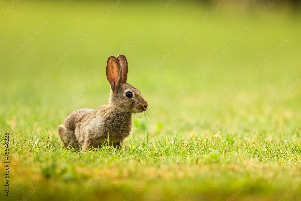 lapin garenne lapin garenne