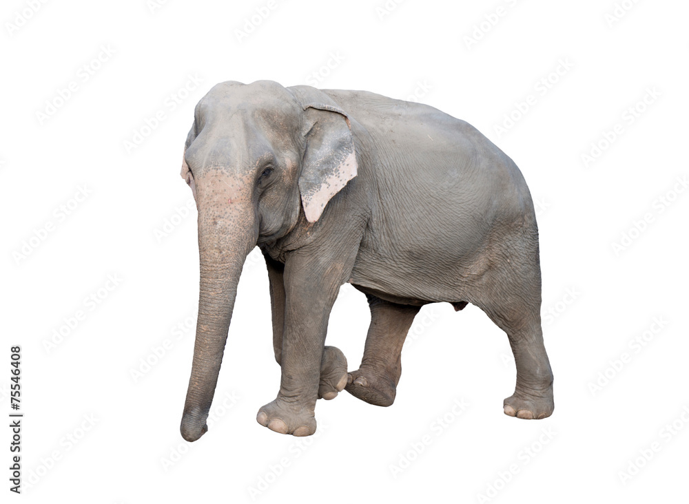 asia elephant asia elephant