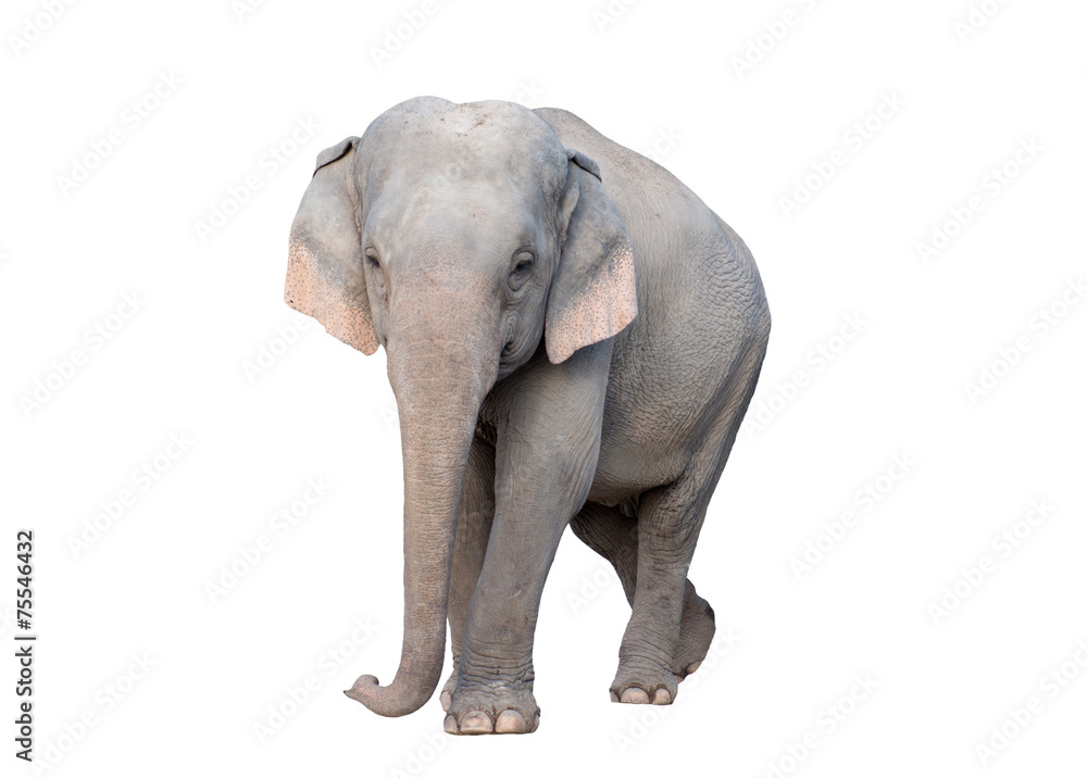 Obraz premium asia elephant